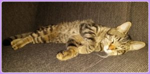 katten en doterra