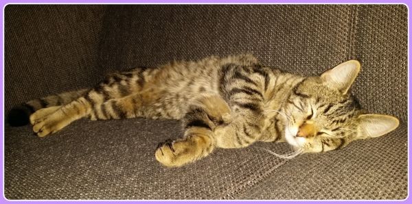 katten en doterra