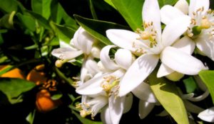 Neroli