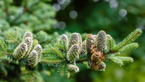 Siberian Fir
