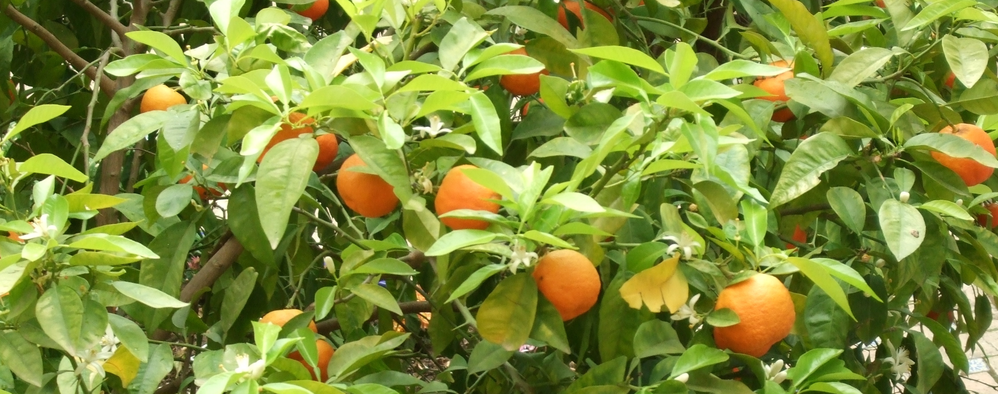 Wilde Sinaasappel