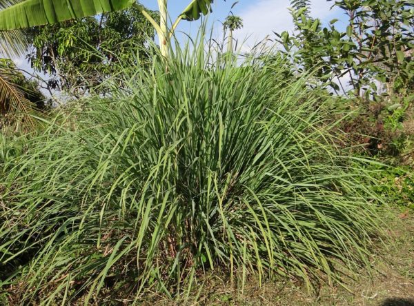 Citroengras – Lemongrass – Cymbopogon flexuosus