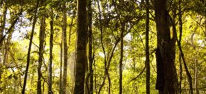 copaiba