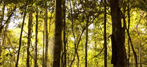 copaiba