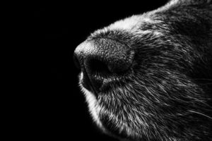 honden