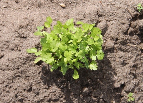 Koriander – Coriander – Cilantro – Coriandrum sativum