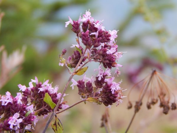 Marjolein – Marjoram – Origanum majorana