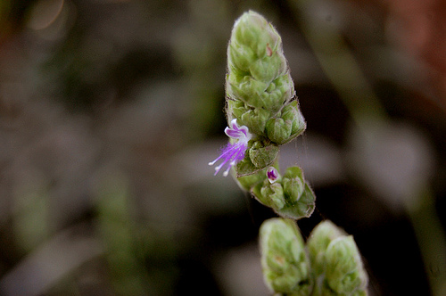 Patchouli – Pogostemon cablin – Olie van lichamelijkheid