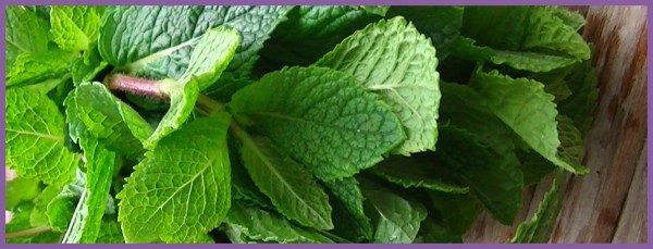 Pepermunt, Peppermint Mentha piperita
