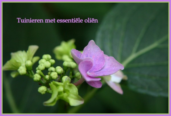 Tuinieren en ongedierte bestrijden met essentiële oliën