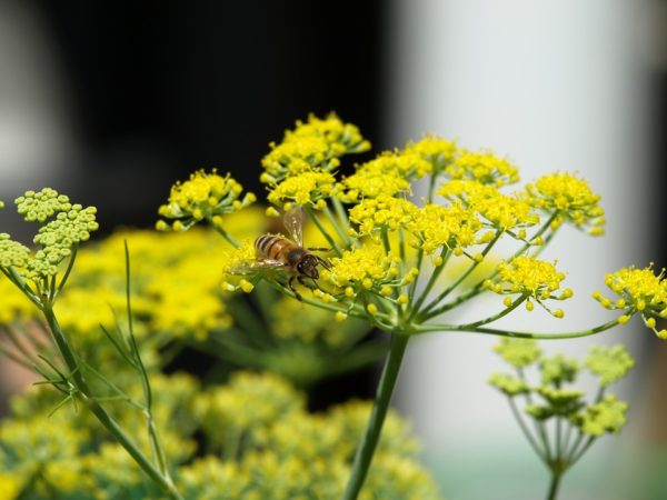 Venkel – Fennel – Foeniculum vulgare