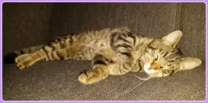 katten en doterra