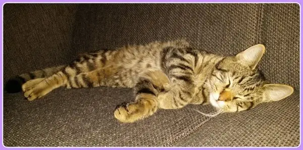 katten en doterra