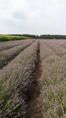 Lavendel plantages in Bulgarije