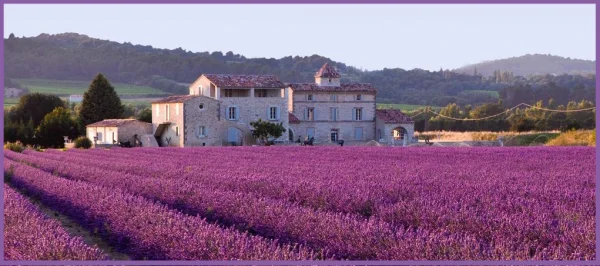 Lavendel, Lavender, Lavendula angustifolia