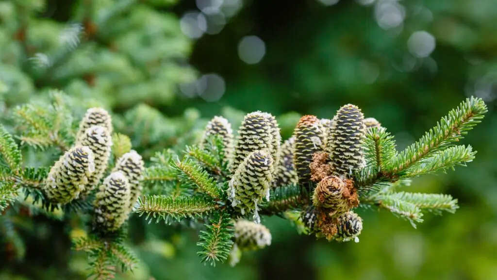 Siberian Fir