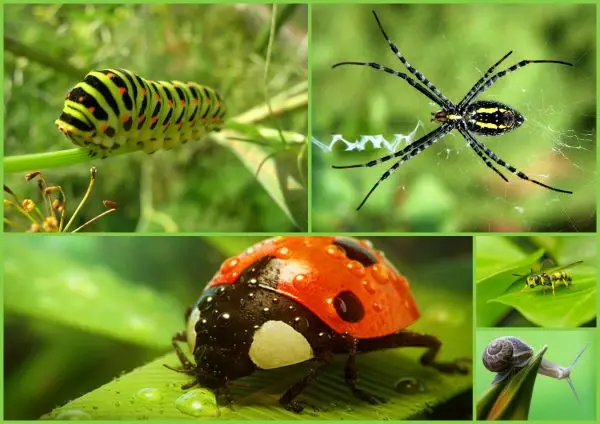 Muggen of andere insecten en ongedierte bestrijden met essentiële olie