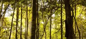 copaiba