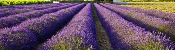 Waar groeien de planten voor de essentiële oliën?