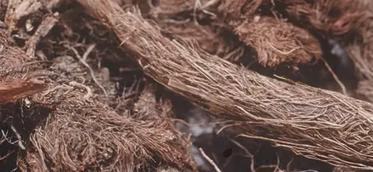 Spikenard, nardus de olie van dankbaarheid