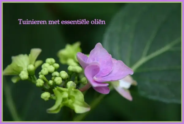 Tuinieren en ongedierte bestrijden met essentiële oliën