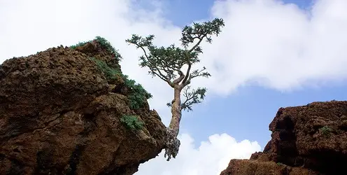 Wierookboom, Frankincense, Boswellia frereana
